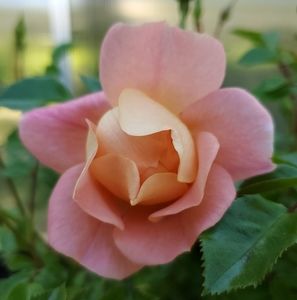 Meet your Posher, Janelle